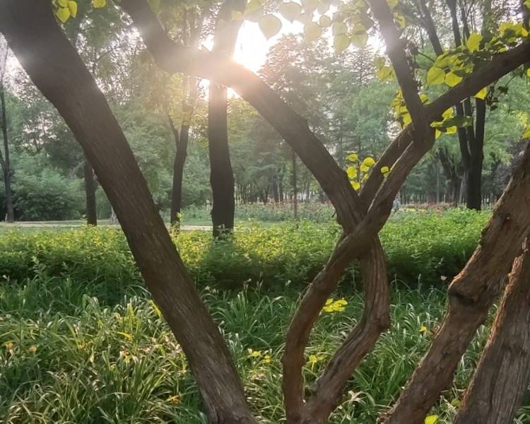 艺人背景图