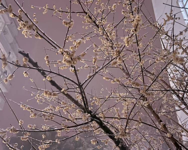 艺人背景图