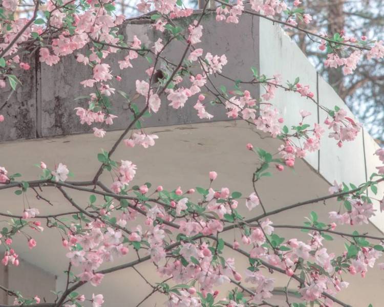 艺人背景图