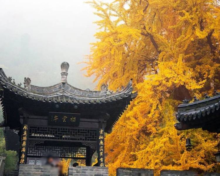 艺人背景图