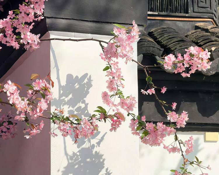 艺人背景图