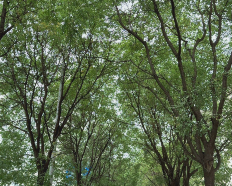 艺人背景图
