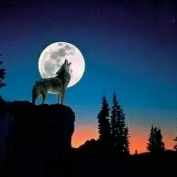 卢杰的微模卡作品