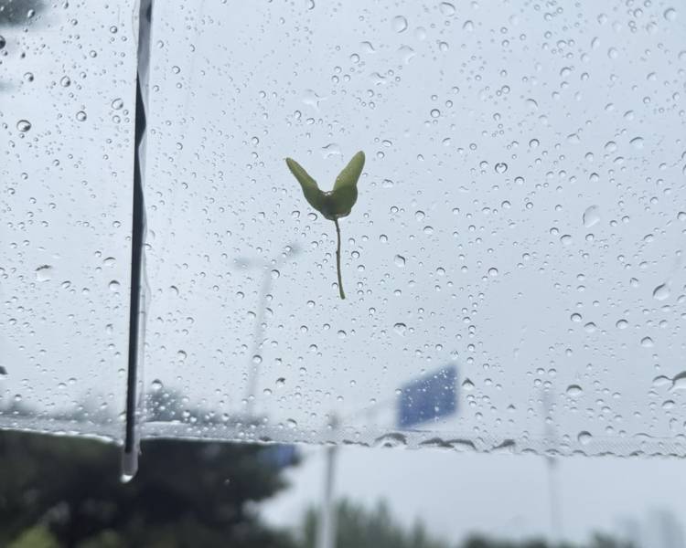 艺人背景图