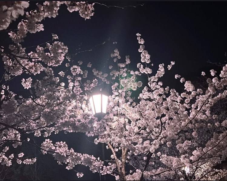 艺人背景图
