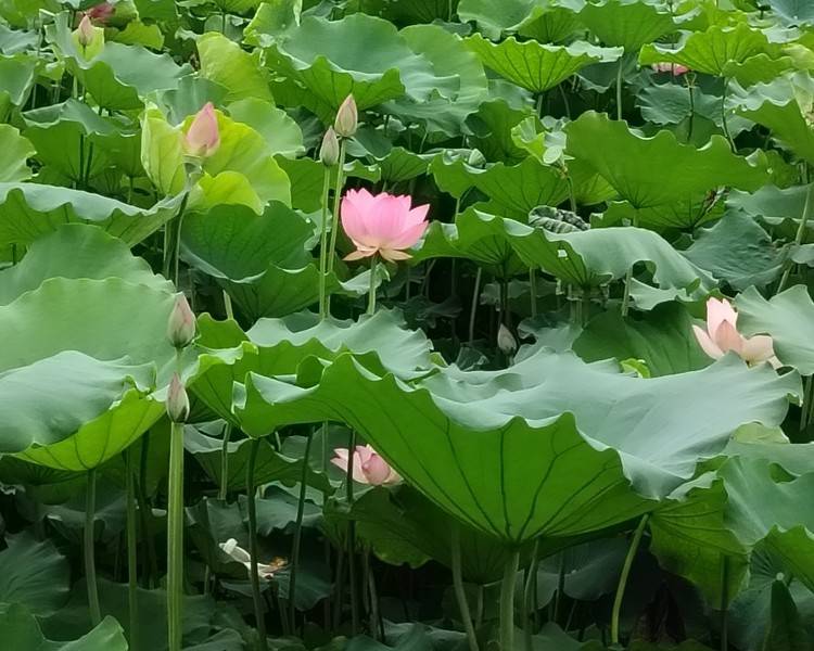 艺人背景图
