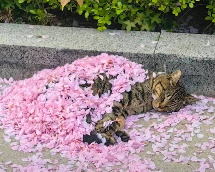 艺人背景图