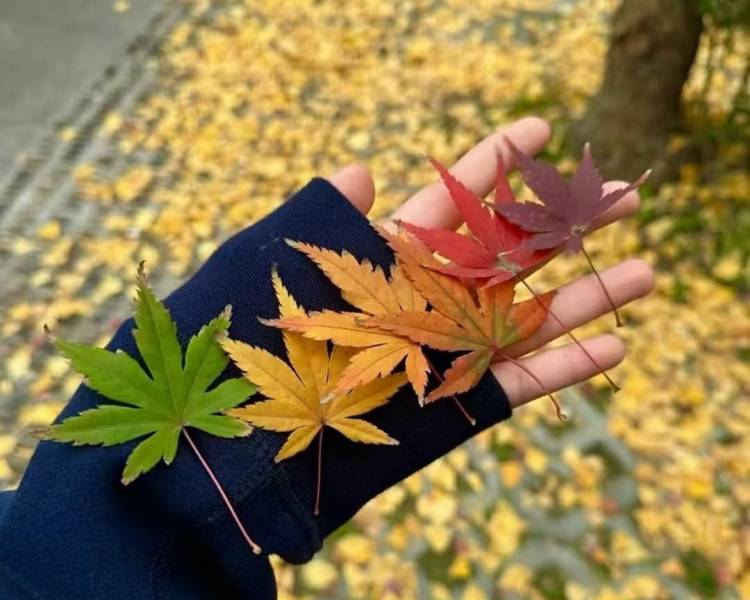 艺人背景图