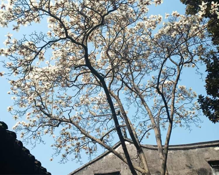 艺人背景图