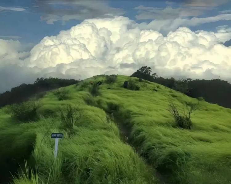 艺人背景图
