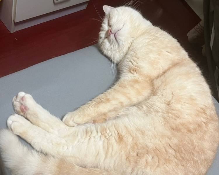 艺人背景图