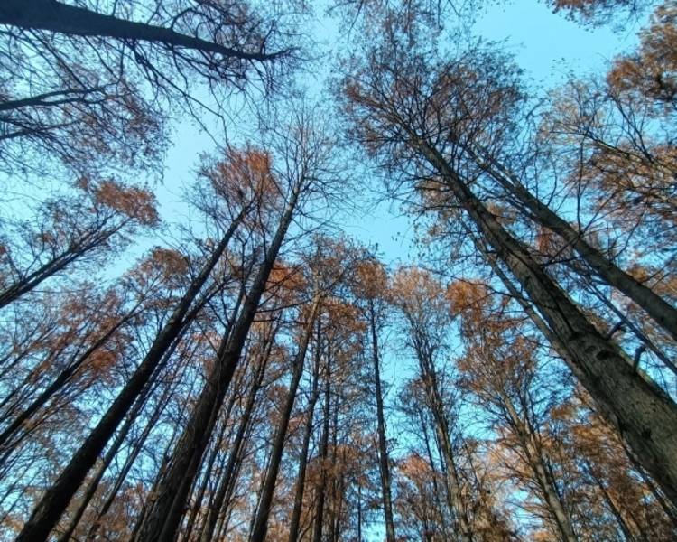 艺人背景图