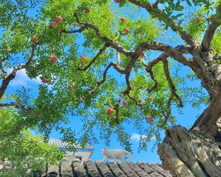 艺人背景图
