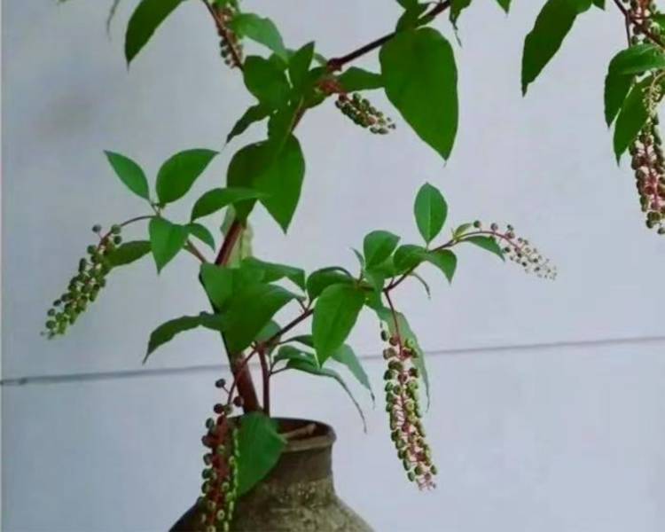 艺人背景图