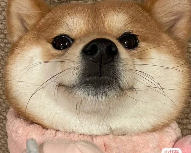 艺人背景图