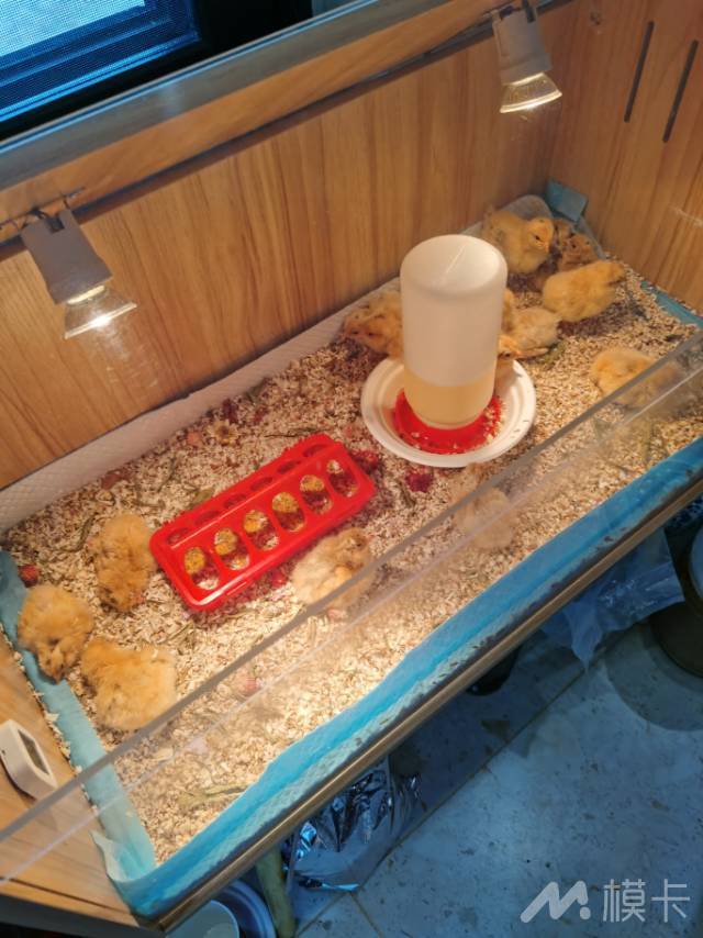 作品图片