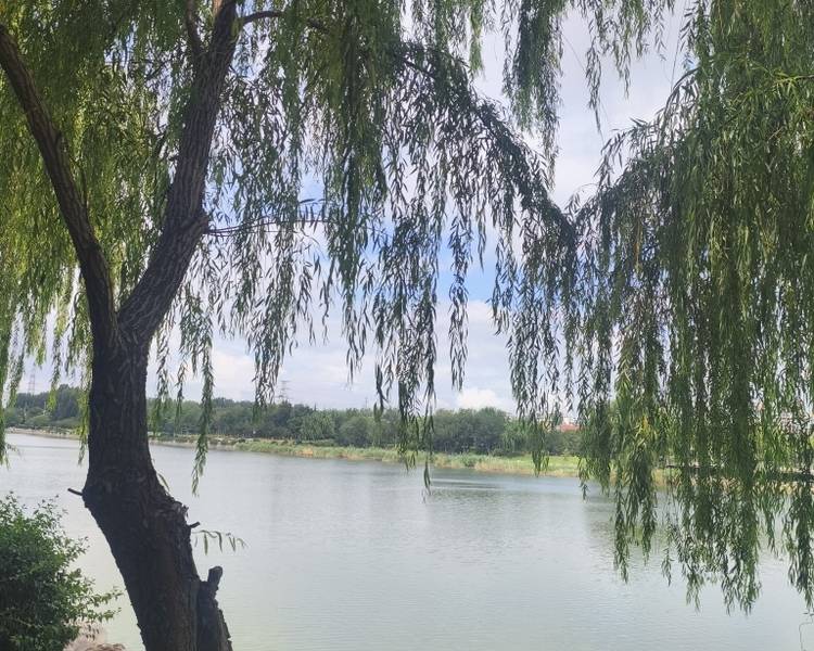 艺人背景图