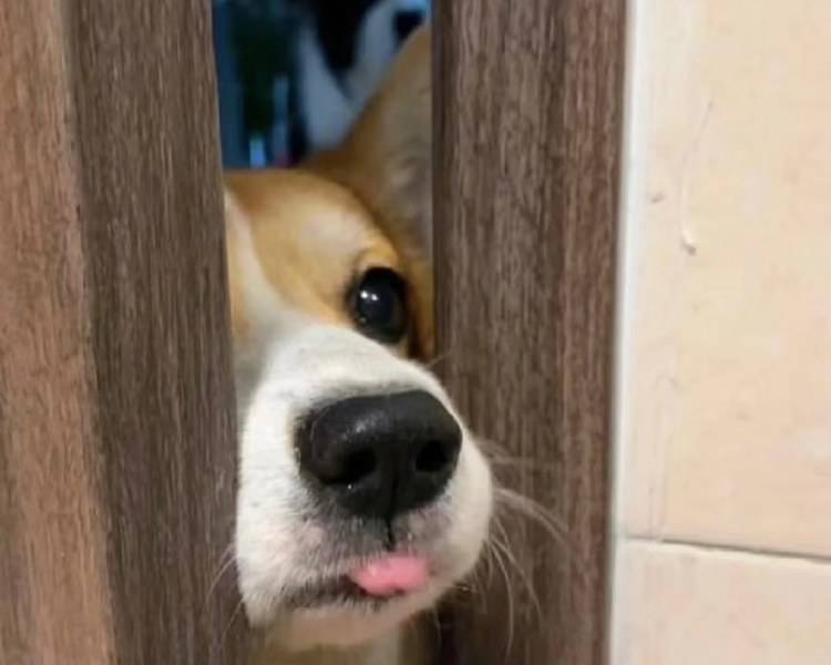 艺人背景图