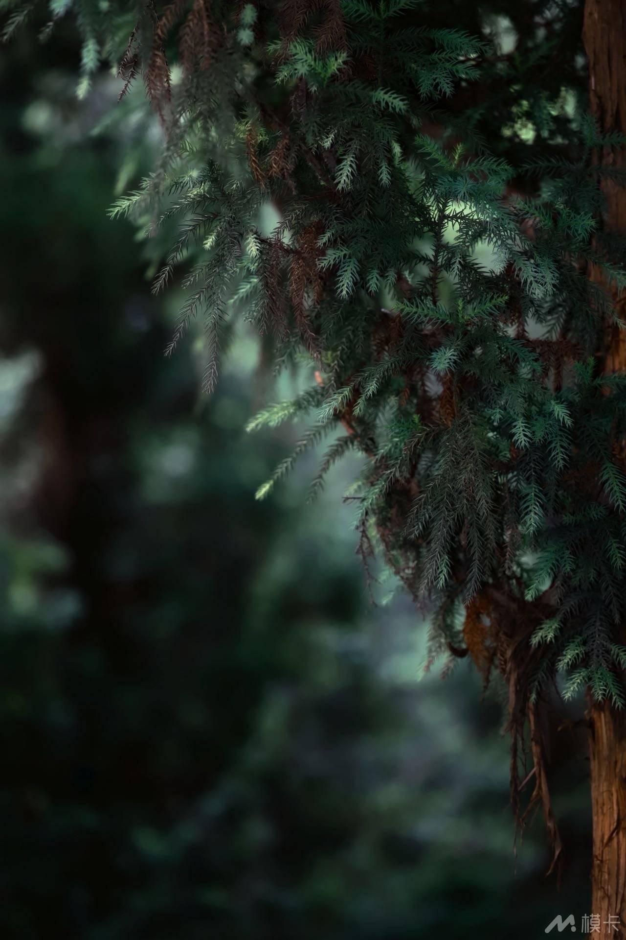 作品图片