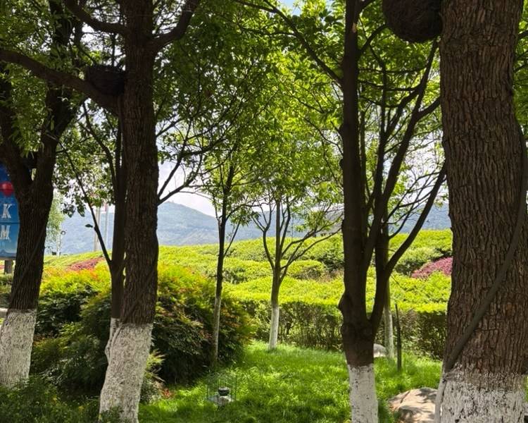 艺人背景图