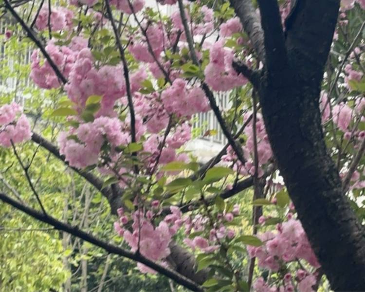 艺人背景图