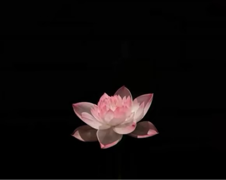 艺人背景图