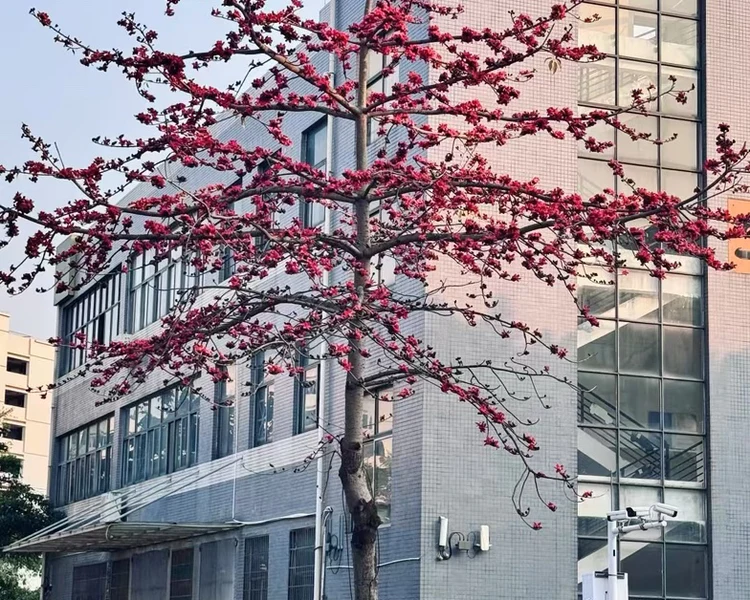 艺人背景图