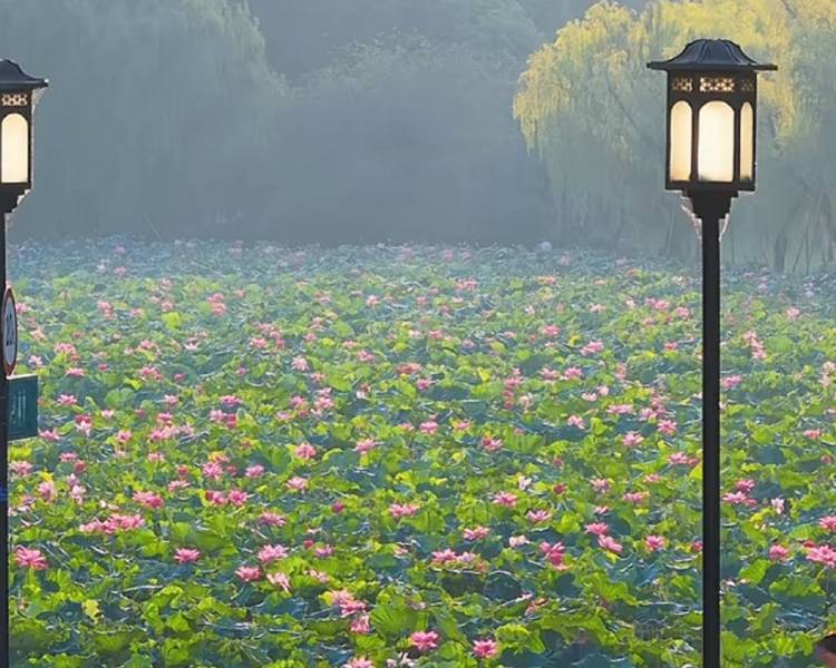 艺人背景图