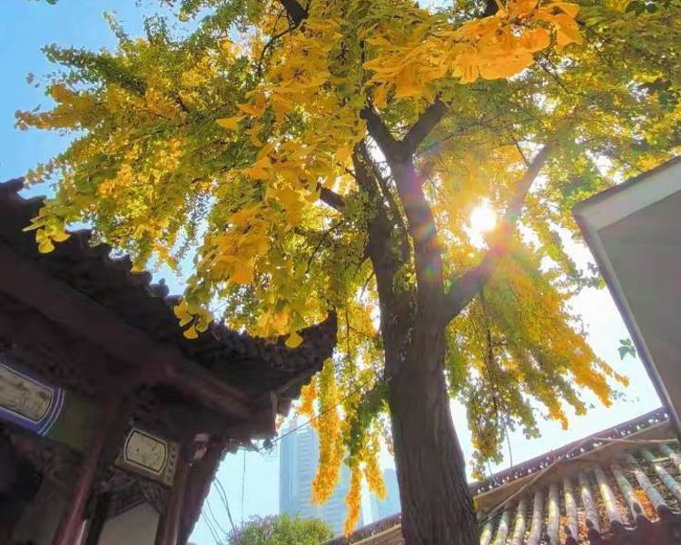 艺人背景图