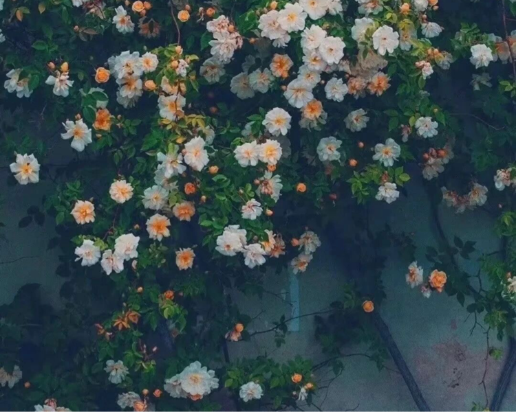 艺人背景图