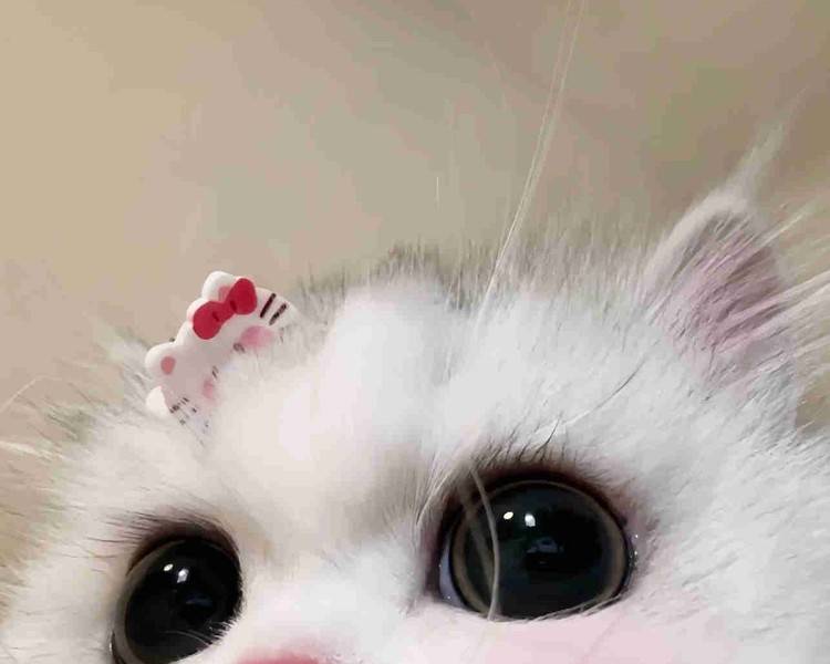 艺人背景图