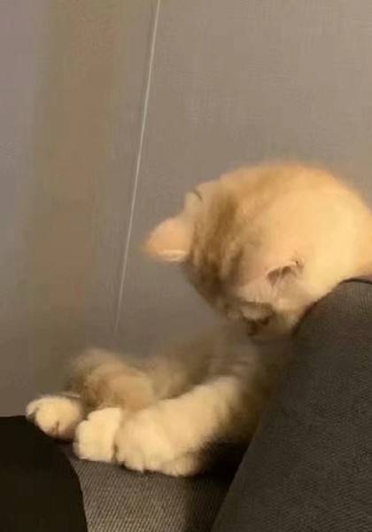 推荐艺人