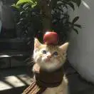 头像