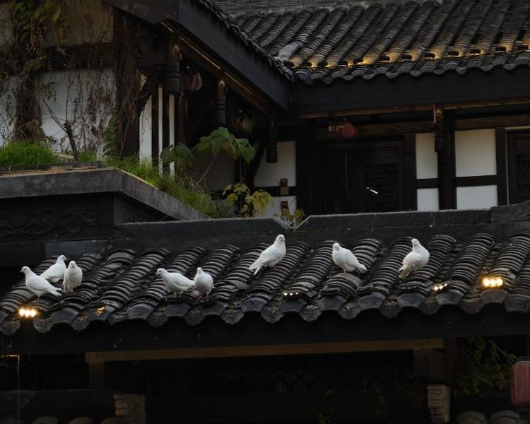 艺人背景图