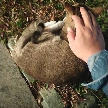 Mr Wyx的微模卡作品