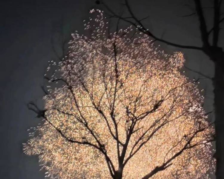 艺人背景图