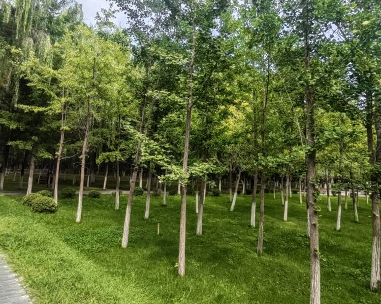 艺人背景图