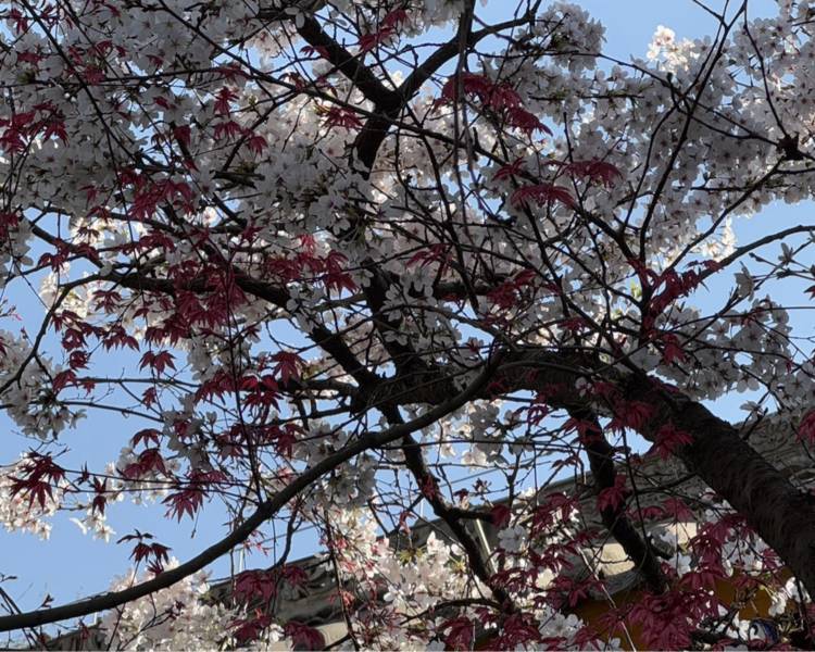 艺人背景图