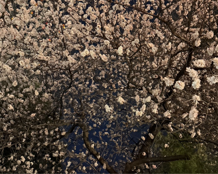 艺人背景图