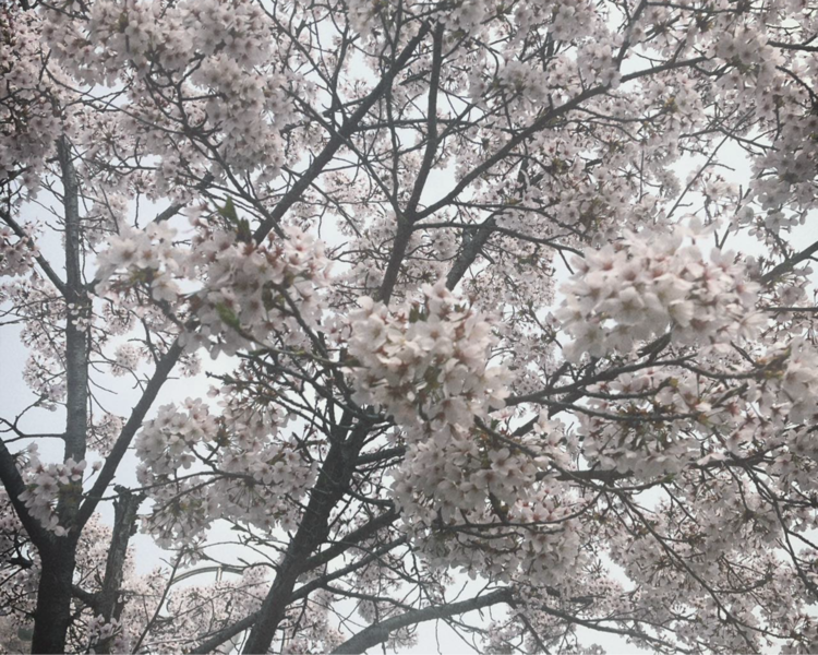 艺人背景图