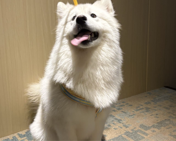 艺人背景图