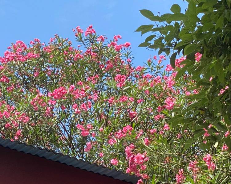 艺人背景图