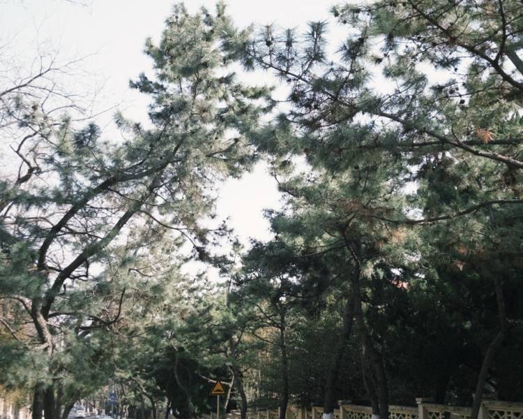 艺人背景图