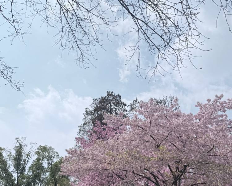 艺人背景图