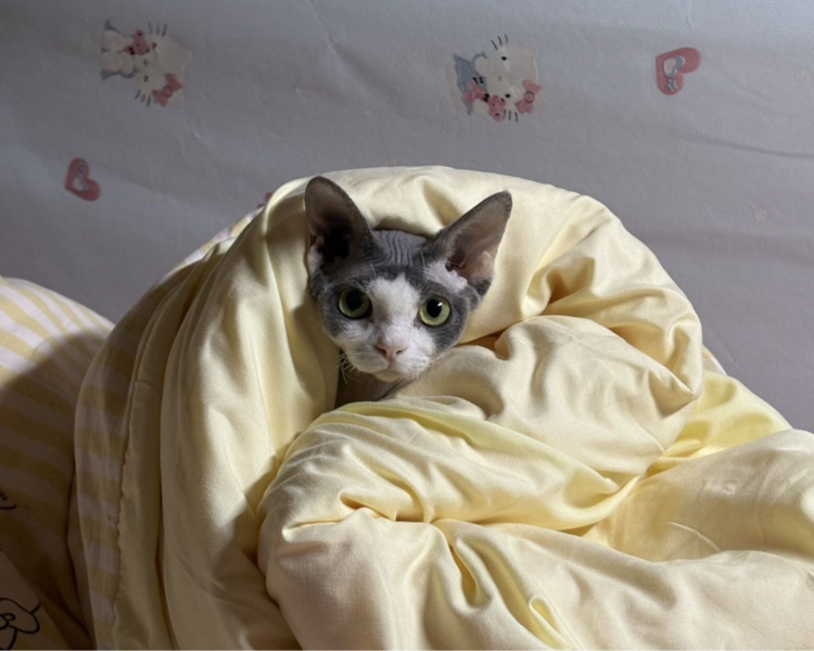 艺人背景图