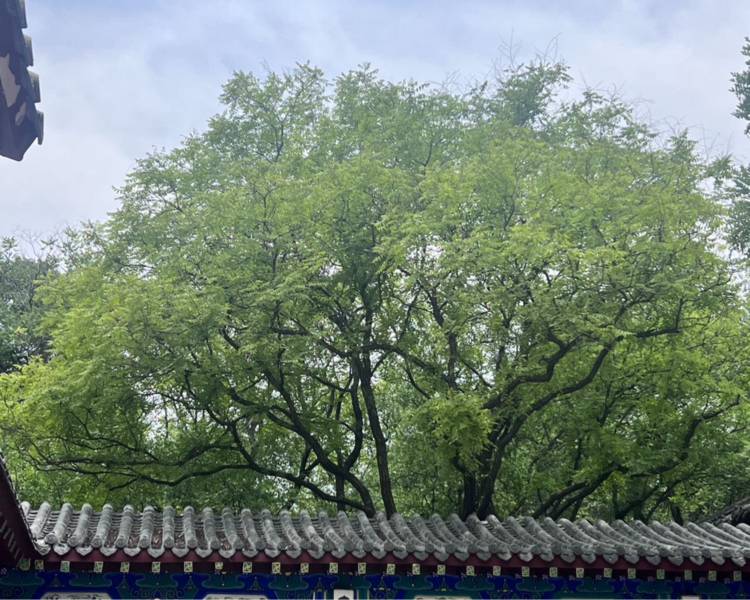 艺人背景图