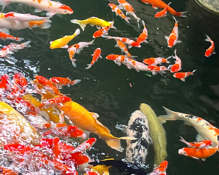 艺人背景图