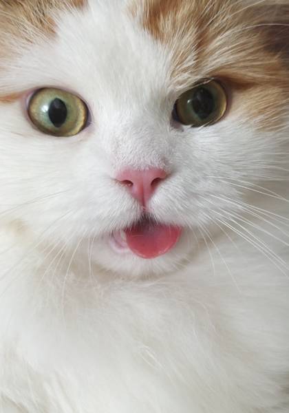 形象照片