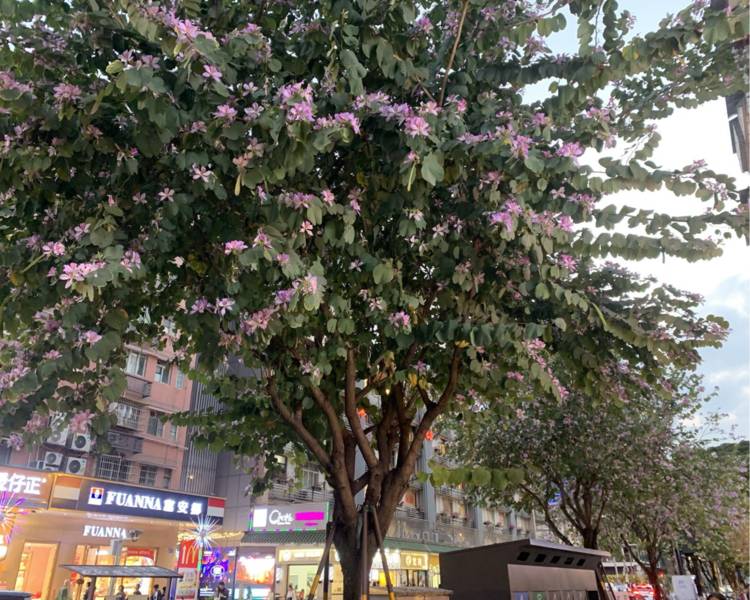 艺人背景图