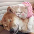 头像